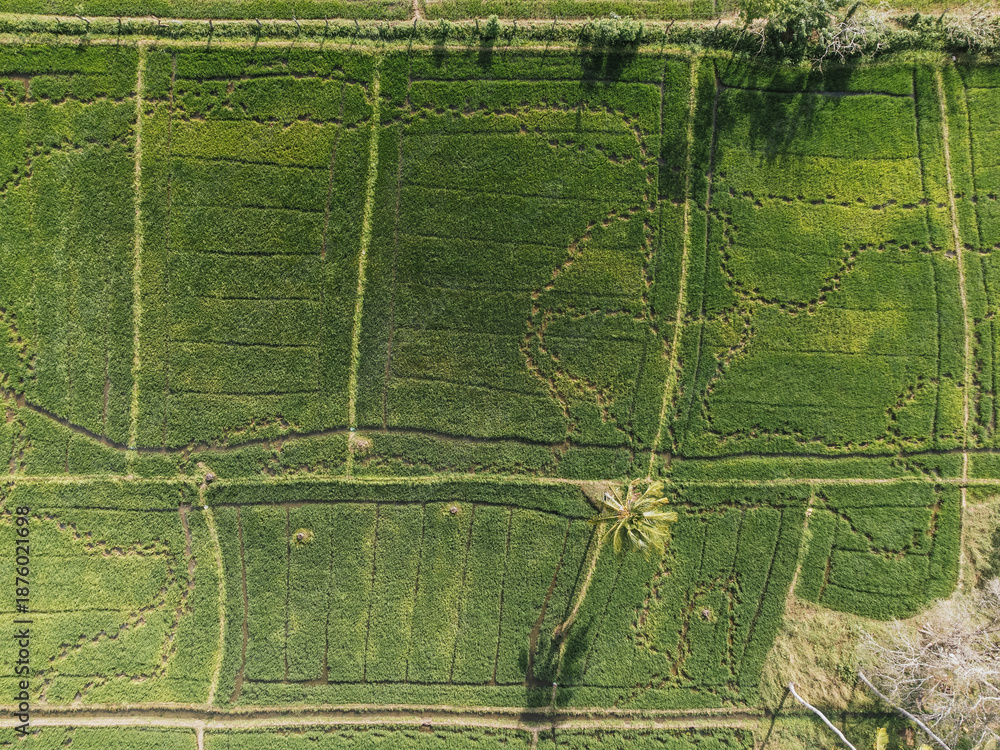Fototapeta premium Aerial view of dividing road cutting through vibrant green rice paddies in Sri Lanka