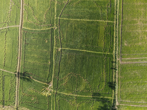 Aerial view of dividing road cutting through vibrant green rice paddies in Sri Lanka