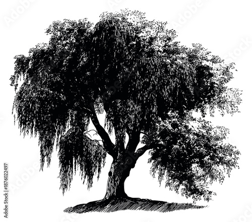 Hand drawn illustration of a weeping willow tree depicting detailed foliage for nature and garden designs