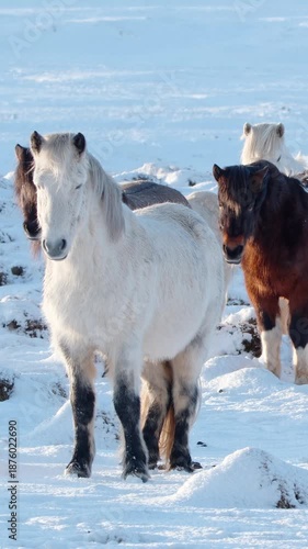 Vertical Screen: Unique Icelandic Fluffy Horses on a Cold Winter Day, Shot for Social Media