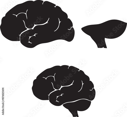 vector illustration of human brain
