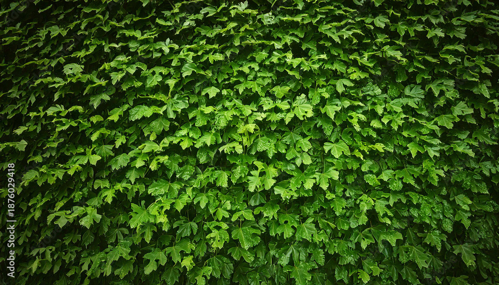 Obraz premium small leaves texture structure pattern backdrop
