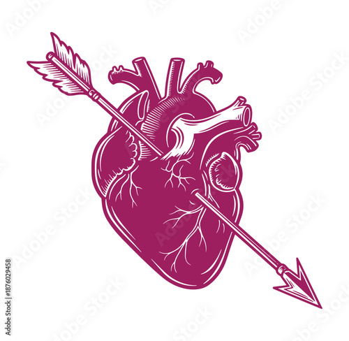 Anatomical heart with arrow piercing through it in a striking illustration
