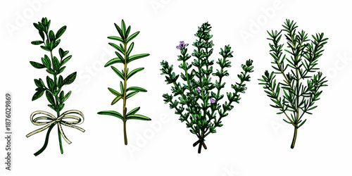 A botanical illustration displaying sprigs of rosemary and other aromatic herbs