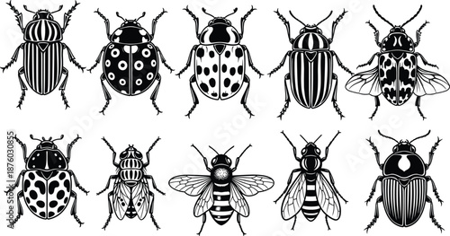 Black and white insect collection illustration featuring beetles and flies, detailed entomology silhouettes, hand drawn style, vintage scientific vector set isolated on white