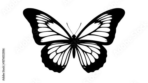butterfly vector illustration
