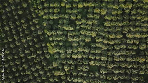 Pattern of mango tree rows in a large scale mountain farm, Cambodia