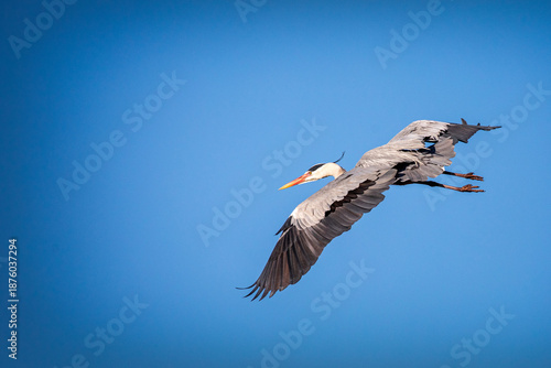 Grey heron gliding with its wings fully extended. The adult bird is showing off its feathers while flying on a sunny day