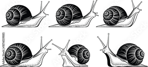 Snail illustration set in vintage engraving style, black and white garden snail drawings isolated on white background, detailed nature animal vector collection