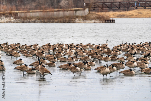 The scenic views of the Canadian geese in the frozen lake of Ada Hayden in Ames, Iowa, US.