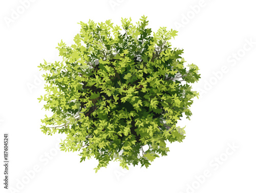 Grüner Baum von oben isoliert auf weißem Hintergrund, transparente Datei für Design und Architektur.