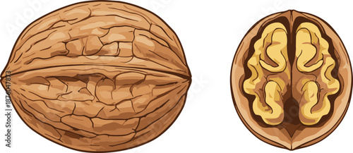 Walnut whole and half illustration, realistic nut shell and kernel isolated on white background for healthy food nutrition branding design