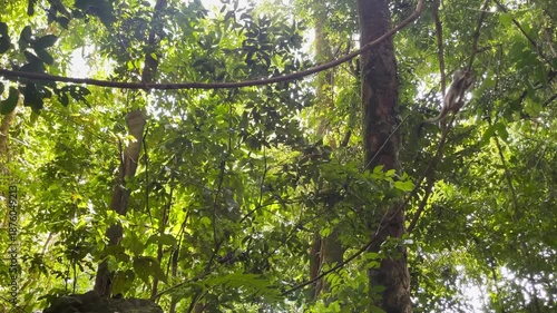 Squirrel monkey in the Costa Rican rainforest. Monkeys jumping among the rainforest trees.