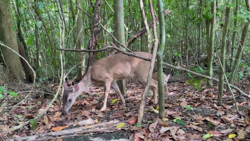 A doe and her fawn feeding. Two deer walking through the jungle in Costa Rica.