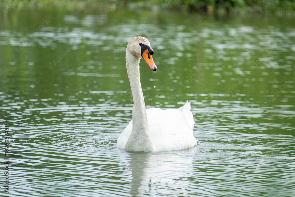Obraz premium 手賀沼に浮かぶコブハクチョウ
