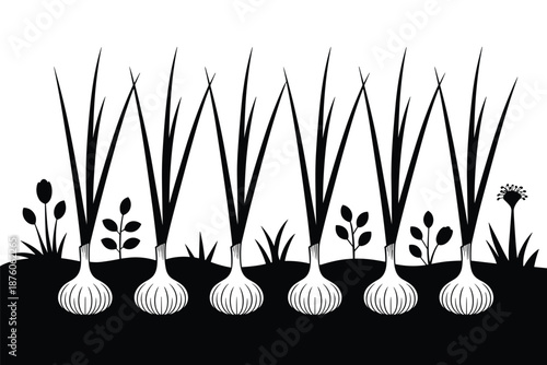 Row of Fresh Onions Growing in a Garden Bed, vegetable cultivation concept
