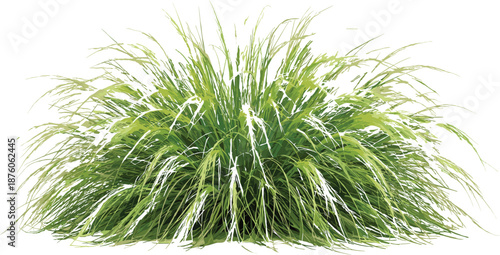 Lush green ornamental grass clump isolated on white background, decorative garden plant element for landscape design, nature vector illustration cutout.