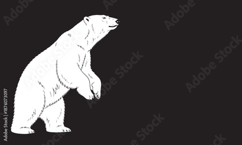White Polar Bear Standing Illustration on Black Background Minimal Wildlife Art