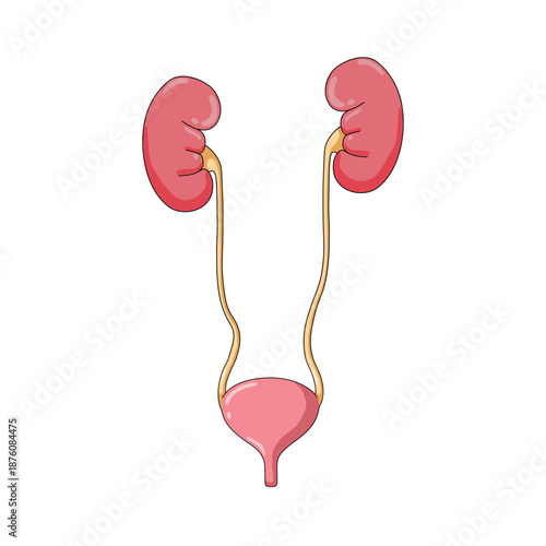 Vector illustration of Kidney and bladder organ. kidney and bladder anatomy. Vector design for medical poster, donor, icon and education.