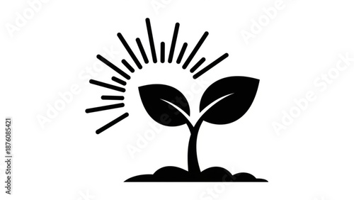 Sprouting seedling with sunburst growth concept