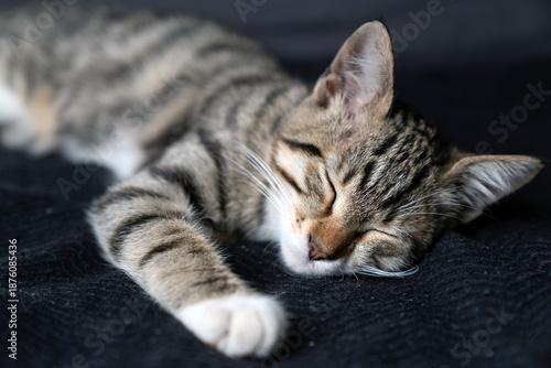 Fotografie Cute domestic tabby kitten with expressive green eyes lying on a dark grey sofa, curious young shorthair cat looking away, indoor pet photography highlighting soft fur textures and cozy home vibes