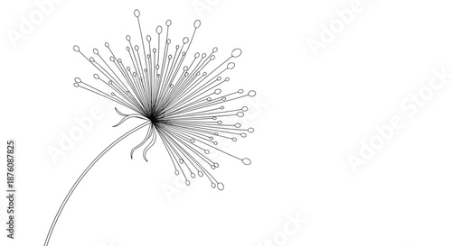 Elegant black and white line art drawing of a dandelion seed head showing intricate botanical details on a white background.