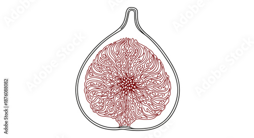Intricate line drawing showing the internal texture and seeds of a fig fruit cross-section for culinary and botanical art.