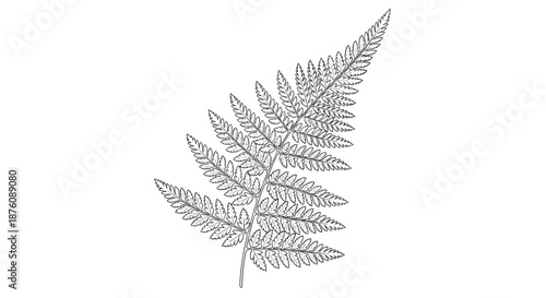 Detailed black and white line drawing of a single fern frond with intricate leaf patterns isolated on a white background for botanical studies.