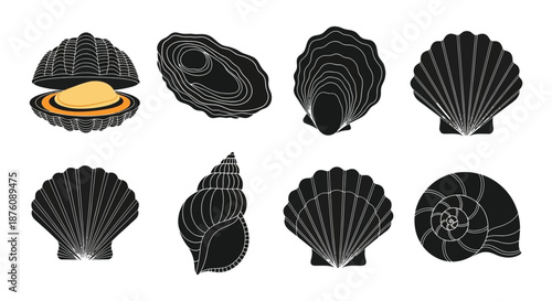 A collection of various seashells in black and gold