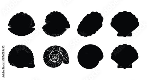 A collection of various seashells in black and gold