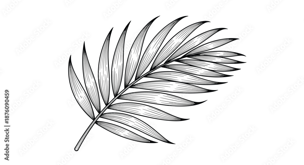 Obraz premium Vintage style woodcut engraving of a palm leaf featuring intricate shading and detail perfect for tropical nature and classical botanical illustrations.