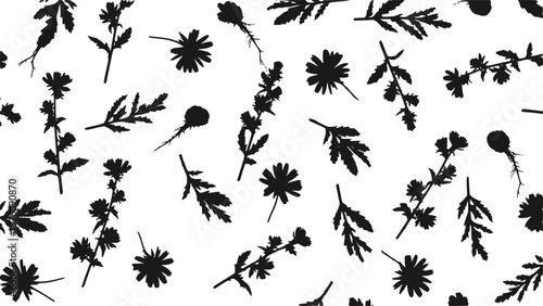 Chicory wildflower plant pattern vector, minimalist botanical root and flowers illustration silhouette background, and hand drawn medicinal herb wallpaper
