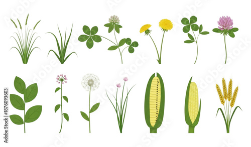 Botanical green plants and herbs realistic flat vector icon set isolated on transparent background