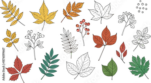 Large Set of Autumn Fall Leaves and Berries with Maple Rowan and Oak Foliage in Hand Drawn Flat Vector Illustration Style