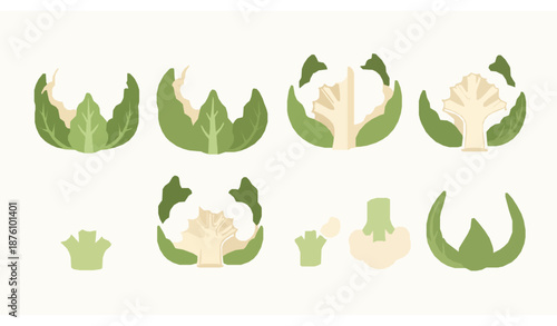 Cute flat cauliflower vector set for organic food concept with fresh vegetables on white background