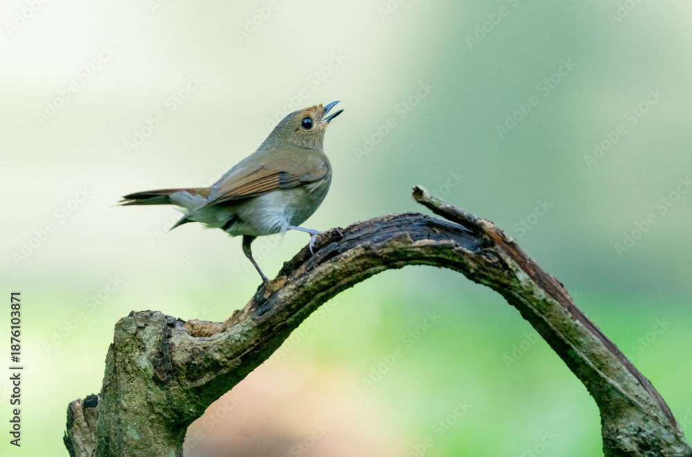 Obraz premium Graceful Blue-winged Minla Perched