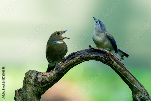 Photos Graceful Blue-winged Minla Perched