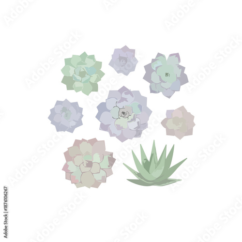 Digital watercolor vector illustration of a collection of succulents (Echeveria, Aloe Vera), soft gradients, pastel colors, artistic botanical style, isolated on white.ai