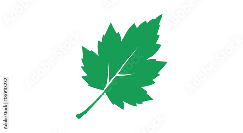 a green leaf with serrated edges on a white background