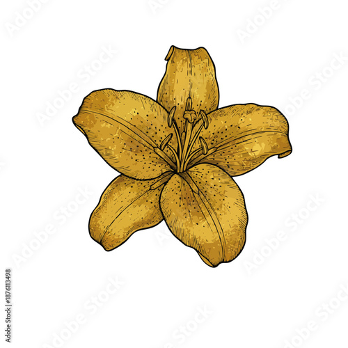 Vintage style luxury botanical illustration of a Lily flower, gold leaf texture for petals, fine black ink outlines, museum quality vector art..ai