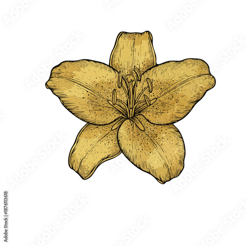 Vintage style luxury botanical illustration of a Lily flower, gold leaf texture for petals, fine black ink outlines, museum quality vector art.ai