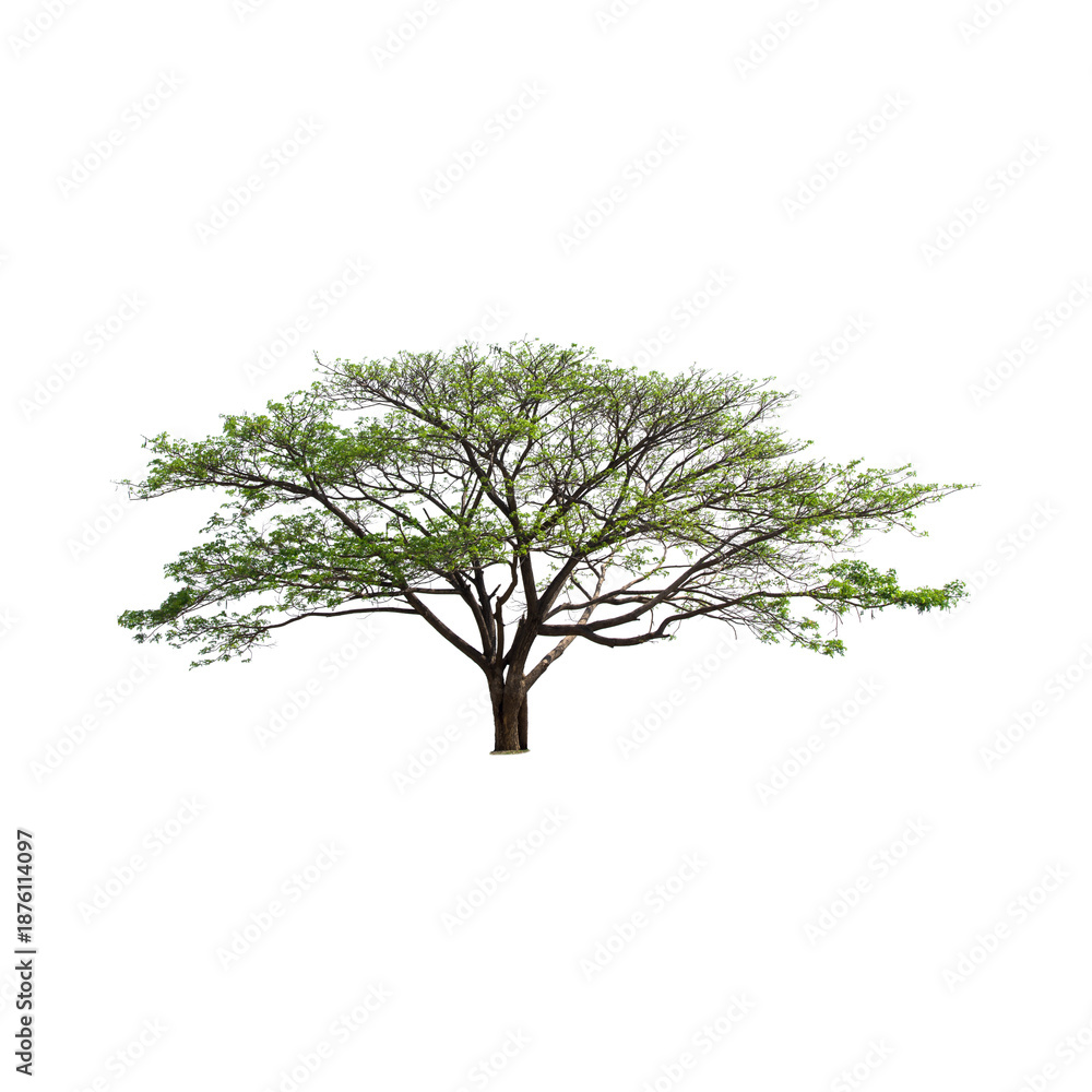 Obraz premium Mature tree with lush green leaves on black background