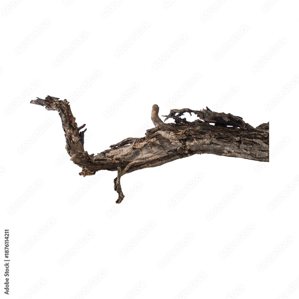 Fototapeta premium Driftwood branch with unique natural texture on black background