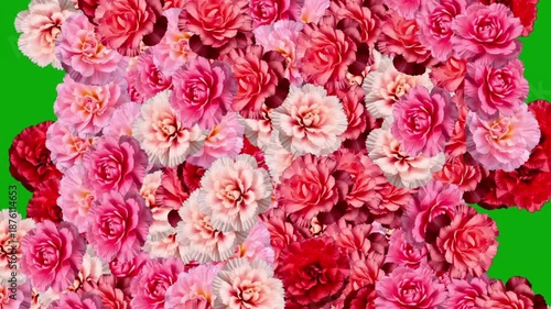 Expanding fresh Carnation flowers motion graphics with green screen background