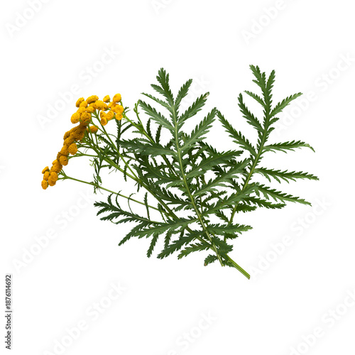 Vibrant yellow tansy flowers with lush green fern like leaves