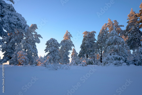 Magical winter forest scene at sunset with snow covered pine trees and vibrant purple sky