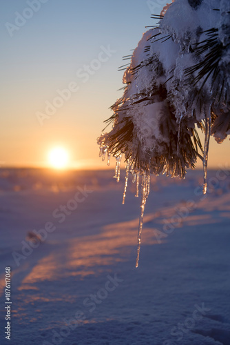 Frosty pine branches with snowflakes at sunrise or sunset in winter landscape with blurred background and warm sunlight