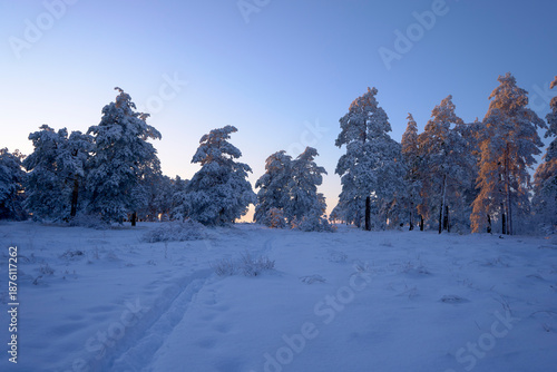 Magical winter forest scene at sunset with snow covered pine trees and vibrant purple sky