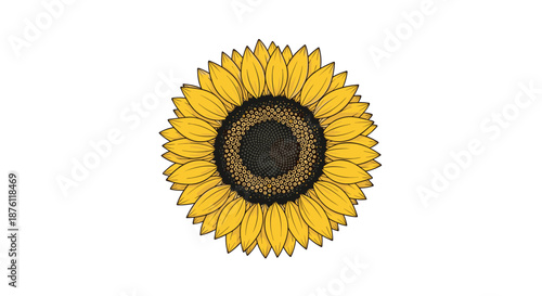 A vibrant, hand-drawn illustration of a large sunflower in full bloom, with detailed yellow petals and a dark center, on a white background.