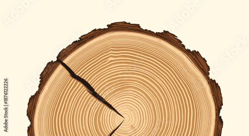 Close up view of a weathered tree trunk cross section showing natural wood grain and annual age ring patterns.